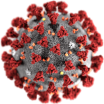 electron microscope image of a coronoavirus, via Wikipedia